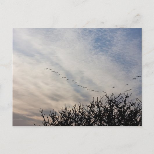 Carte Postale Oies volantes (Devant)
