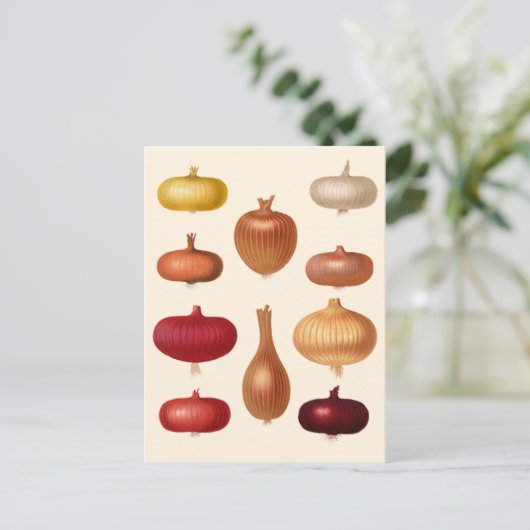 Carte Postale Oignon (Debout devant)