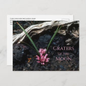 Carte Postale Oignon sauvage avec fleur, Lave, Cratères de la Lu (Devant / Derrière)