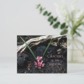 Carte Postale Oignon sauvage avec fleur, Lave, Cratères de la Lu (Debout devant)