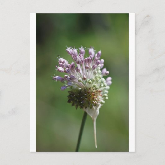 Carte Postale Oignon sauvage Fleur sauvage Corbeau Garlic - Alli (Devant)