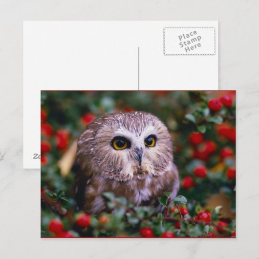 Carte Postale oignons (Devant / Derrière)