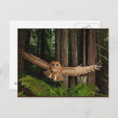 Carte Postale oignons (Devant / Derrière)