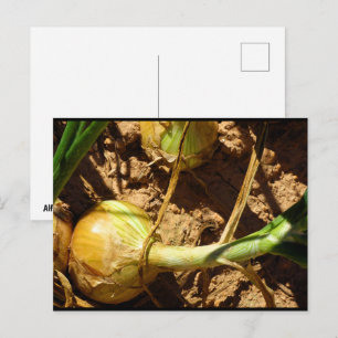 Carte Postale Oignons à la récolte