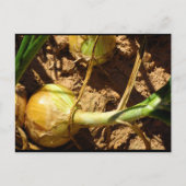 Carte Postale Oignons à la récolte (Devant)