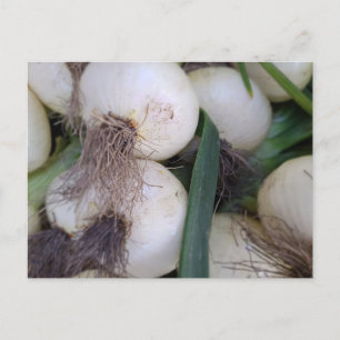 Carte Postale Oignons de marché des agriculteurs