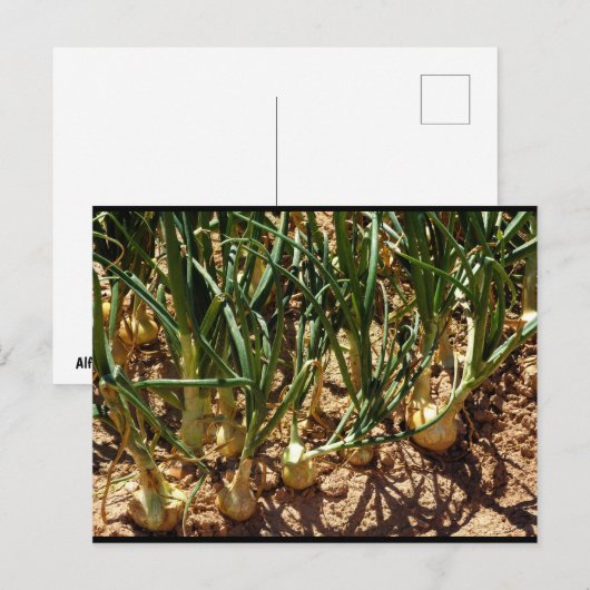 Carte Postale Oignons Espagnols à la Récolte (Devant / Derrière)