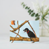 Carte Postale Oiseadog (Debout devant)