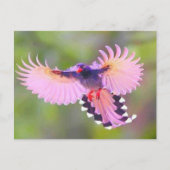 Carte Postale oiseau (Devant)