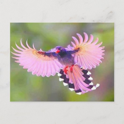 Carte Postale oiseau (Devant)