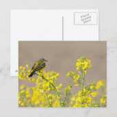 Carte Postale Oiseau (Devant / Derrière)