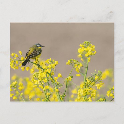 Carte Postale Oiseau (Devant)