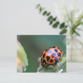 Carte Postale Oiseau (Debout devant)