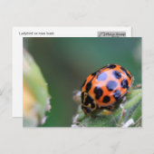 Carte Postale Oiseau (Devant / Derrière)