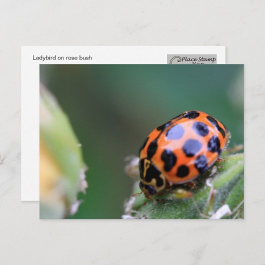 Carte Postale Oiseau (Devant / Derrière)