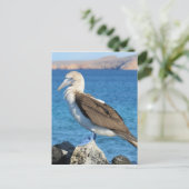 Carte Postale oiseau (Debout devant)