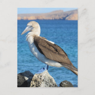 Carte Postale oiseau