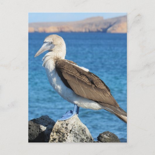 Carte Postale oiseau (Devant)
