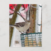 Carte Postale Oiseau (Devant)