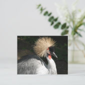 Carte Postale oiseau (Debout devant)