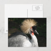 Carte Postale oiseau (Devant / Derrière)