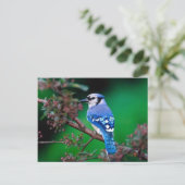 Carte Postale oiseau (Debout devant)