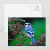 Carte Postale oiseau (Devant / Derrière)