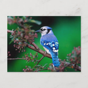 Carte Postale oiseau