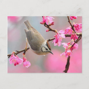 Carte Postale oiseau