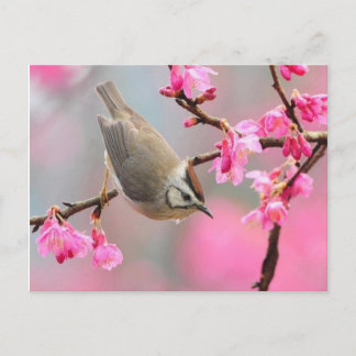 Carte Postale oiseau