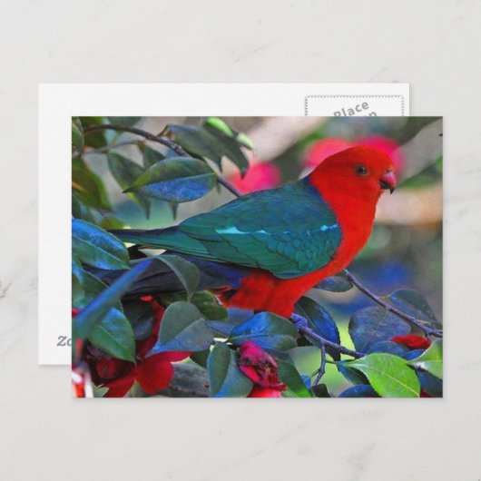 Carte Postale oiseau (Devant / Derrière)