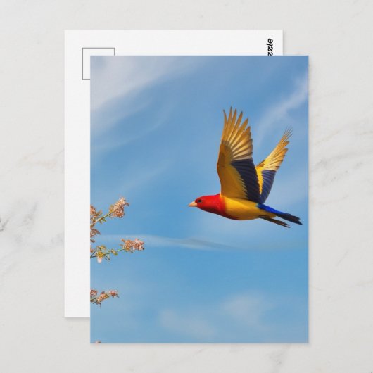 Carte postale oiseau (Devant / Derrière)