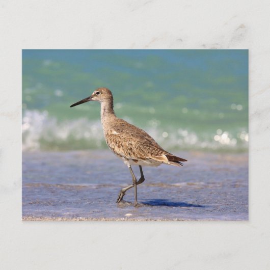Carte Postale Oiseau (Devant)