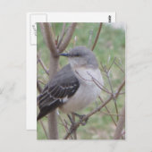 Carte Postale Oiseau (Devant / Derrière)