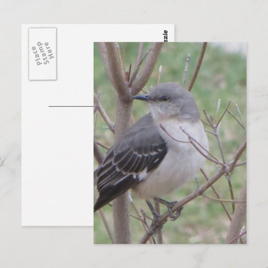 Carte Postale Oiseau (Devant / Derrière)