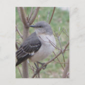 Carte Postale Oiseau (Devant)