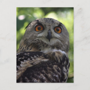 Carte Postale Oiseau