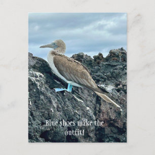 Carte Postale Oiseau à Chaussures Bleues