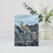 Carte Postale Oiseau à chaussures bleues (Debout devant)