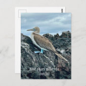 Carte Postale Oiseau à chaussures bleues (Devant / Derrière)
