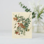 Carte Postale Oiseau à gorge rubis, Audubon Oiseaux Amérique (Debout devant)