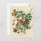 Carte Postale Oiseau à gorge rubis, Audubon Oiseaux Amérique (Devant / Derrière)