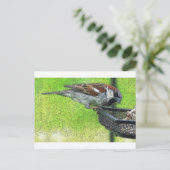 Carte Postale Oiseau à la source (Debout devant)