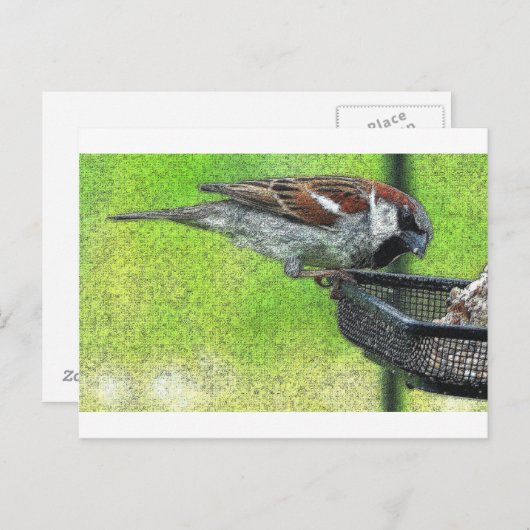 Carte Postale Oiseau à la source (Devant / Derrière)