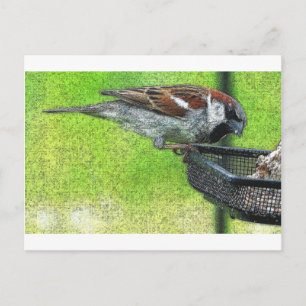 Carte Postale Oiseau à la source
