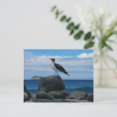 Carte Postale Oiseau à pattes bleues (Debout devant)