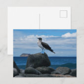 Carte Postale Oiseau à pattes bleues (Devant / Derrière)