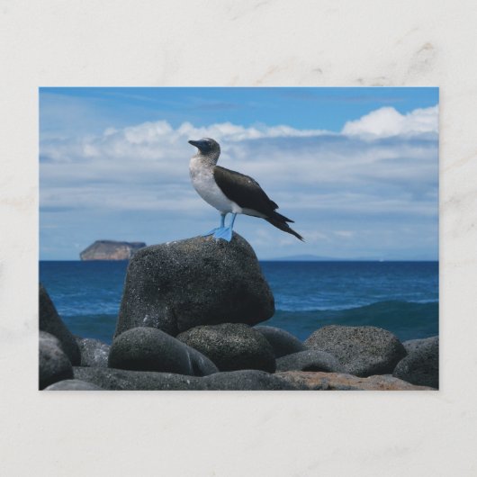 Carte Postale Oiseau à pattes bleues (Devant)