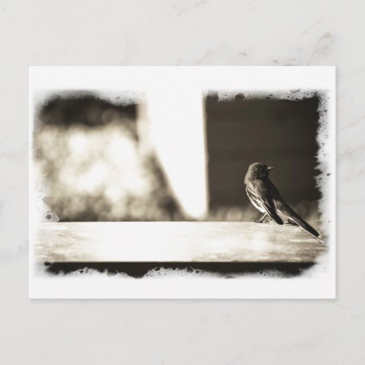 Carte Postale Oiseau à Sepia (Devant)