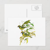 Carte Postale Oiseau à tête dorée (Devant / Derrière)